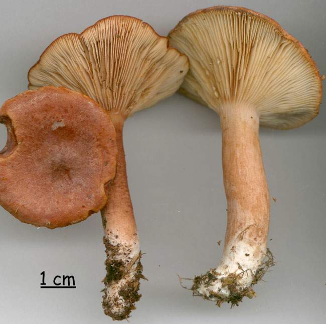 Lactarius rufus